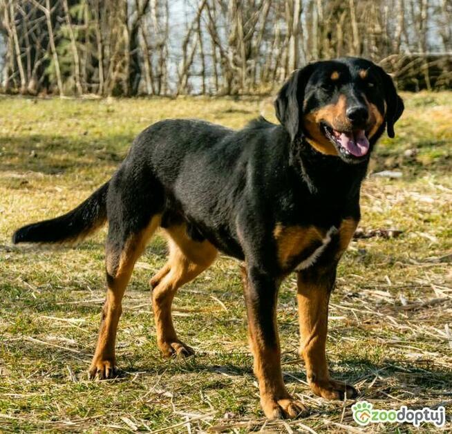 SZAFIR - piękny psiak w typie gończy polski szuka domu