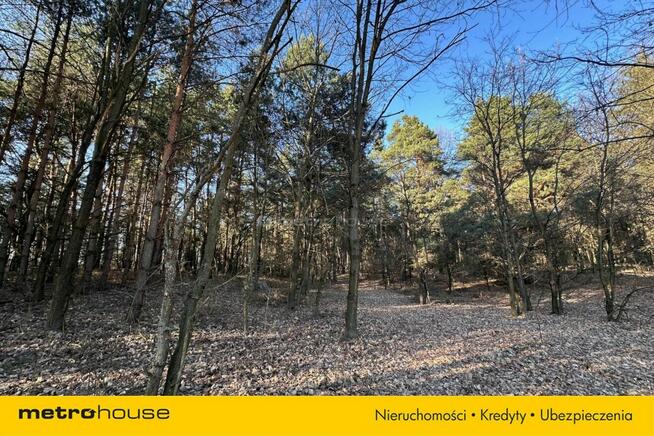 Działka leśna 22 484 m² – godzina od Warszawy!