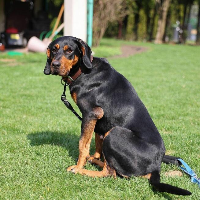 Lola gończy polski do pokochania!