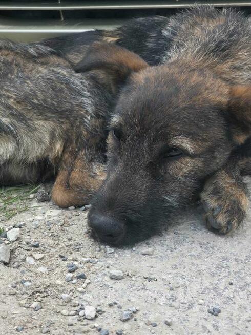Młodziuteńki wesoły przekochany aniołek poleca się do adopcj