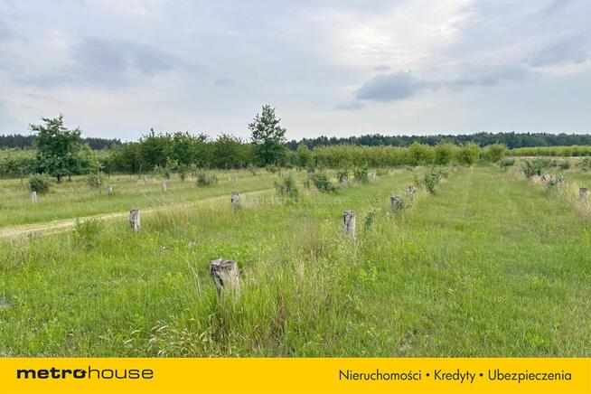 5 ha w jednym kawałku - Potycz, 40 km od Warszawy