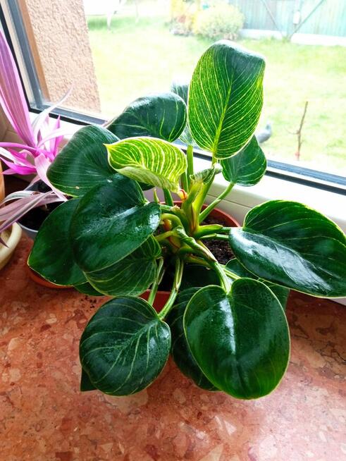 Filodendron, szczawik, monstera i inne