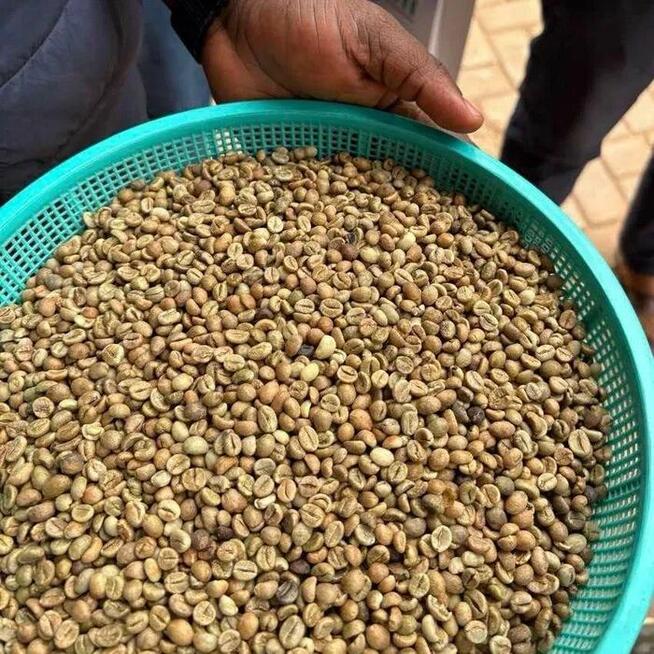 Kawa zielona – niepalona, Robusta 100% (Wietnam)