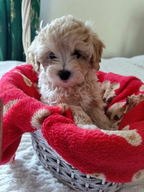 Maltipoo piękna dziewczynka