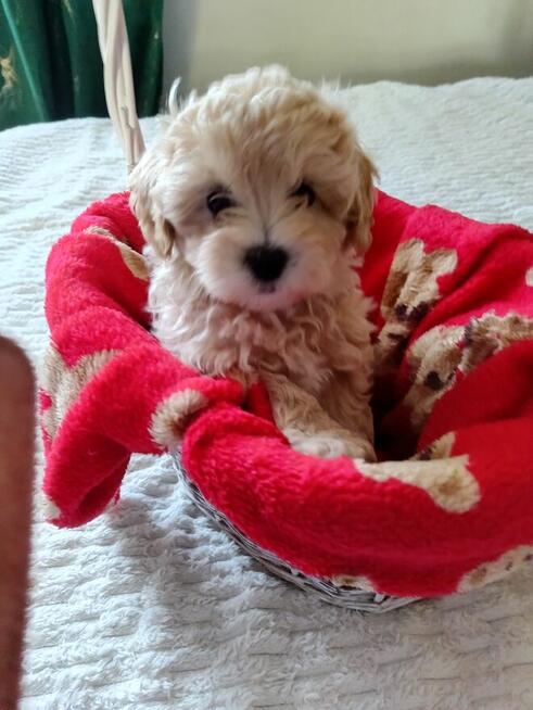 Maltipoo piękna dziewczynka