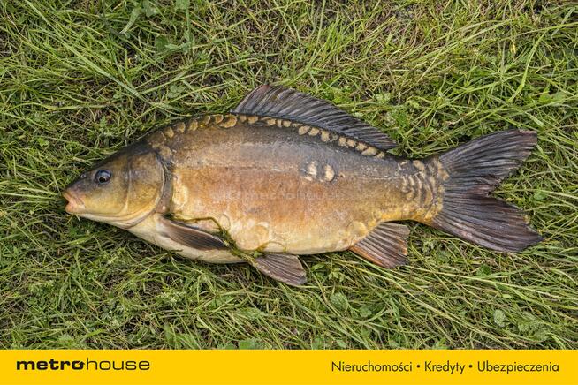 Działka ze stawem 0,6Ha staw 20 A Budowo pomorskie