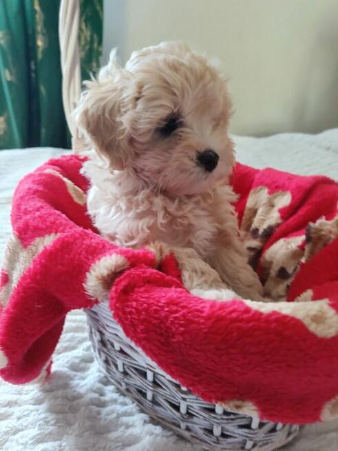 Maltipoo piękna dziewczynka