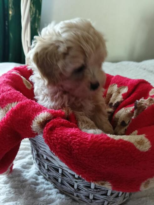 Maltipoo piękna dziewczynka