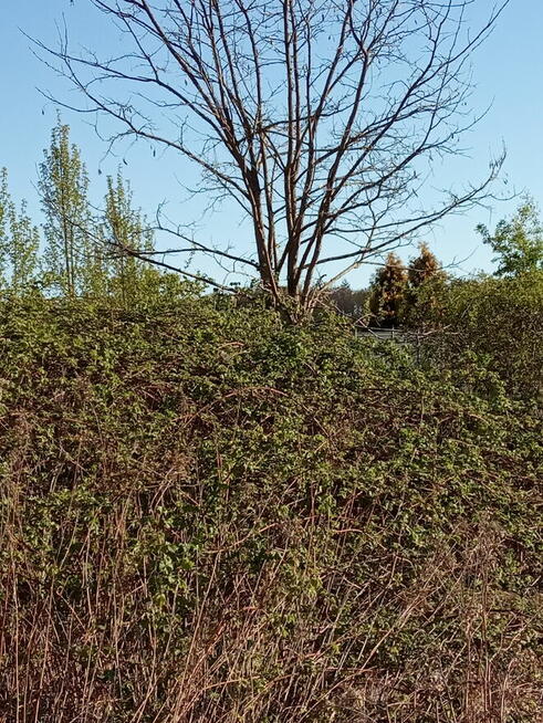 Koszenie, wycinka kosą spalinową, usługi ogrodnicze