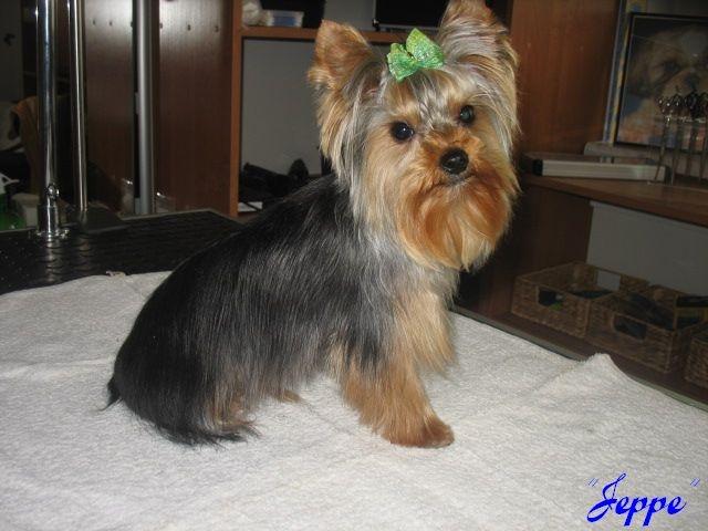 Strzyżenie i Pielęgnacja Psów