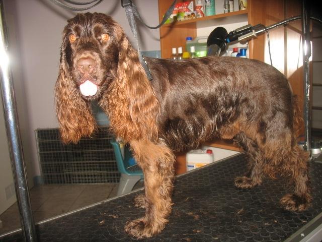 Strzyżenie i Pielęgnacja Psów