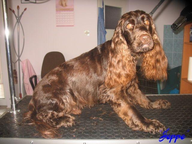 Strzyżenie i Pielęgnacja Psów