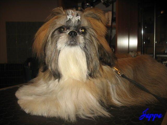 Strzyżenie i Pielęgnacja Psów