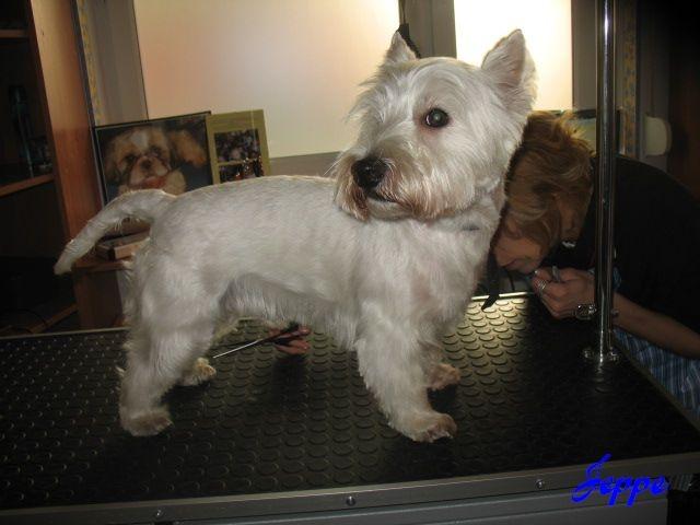 Strzyżenie i Pielęgnacja Psów