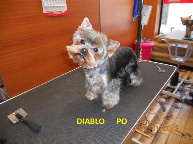 Psi fryzjer, Sklep Wędkarski, Zoologiczny PLUTO Radom