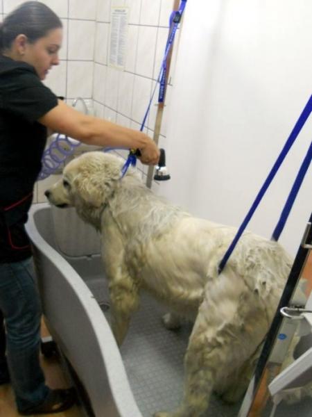 Psi fryzjer, Sklep Wędkarski, Zoologiczny PLUTO Radom