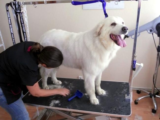 Psi fryzjer, Sklep Wędkarski, Zoologiczny PLUTO Radom