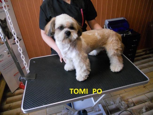 Psi fryzjer, Sklep Wędkarski, Zoologiczny PLUTO Radom