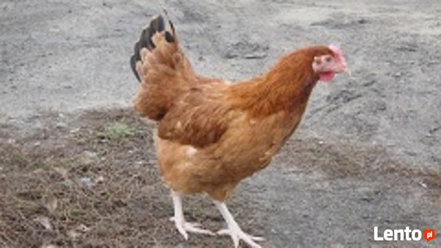 Młode kury nioski sprzedam dowóz cały kraj gratis