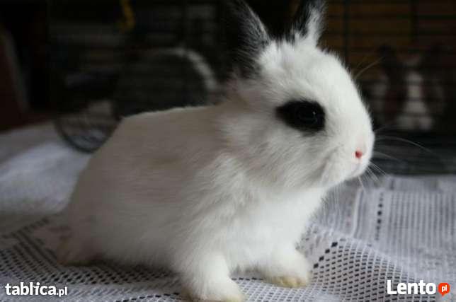 Królik Miniaturka Hodowla Kraków Karzełki Baranki Angorki