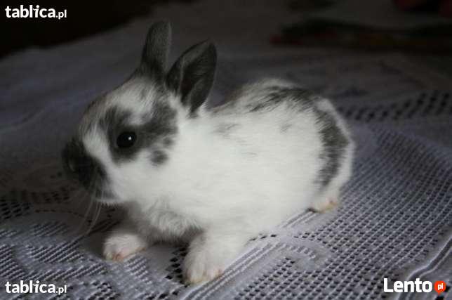 Królik Miniaturka Hodowla Kraków Karzełki Baranki Angorki