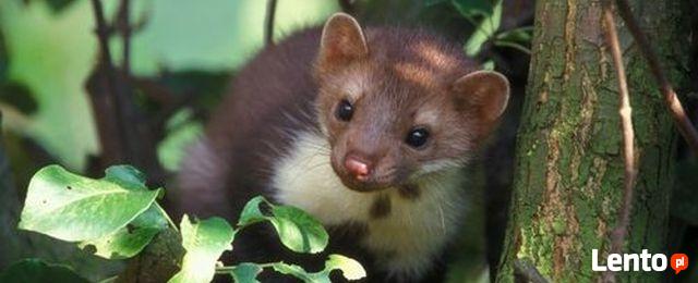 Usuwanie - OSY SZERSZENIE - opolskie, śląskie, dolnośl