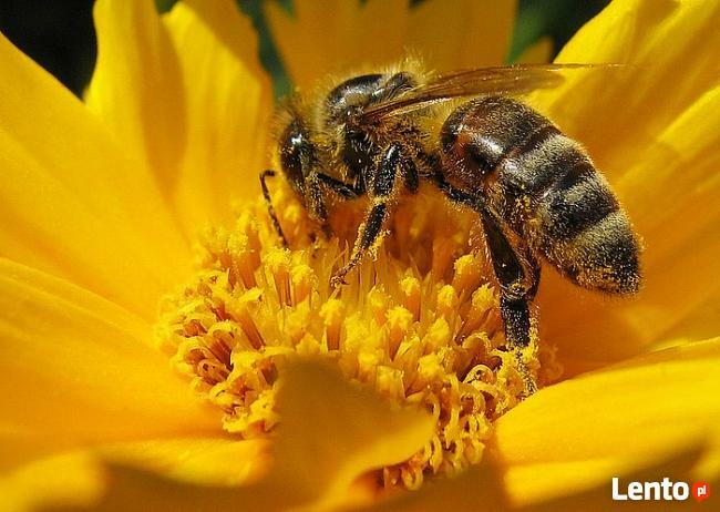 Usuwanie - OSY SZERSZENIE - opolskie, śląskie, dolnośl