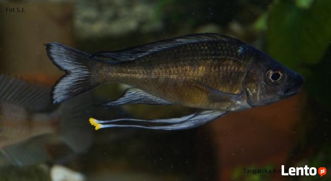 Ryby Tanganika Ophthalmotilapia Nasuta Bilila