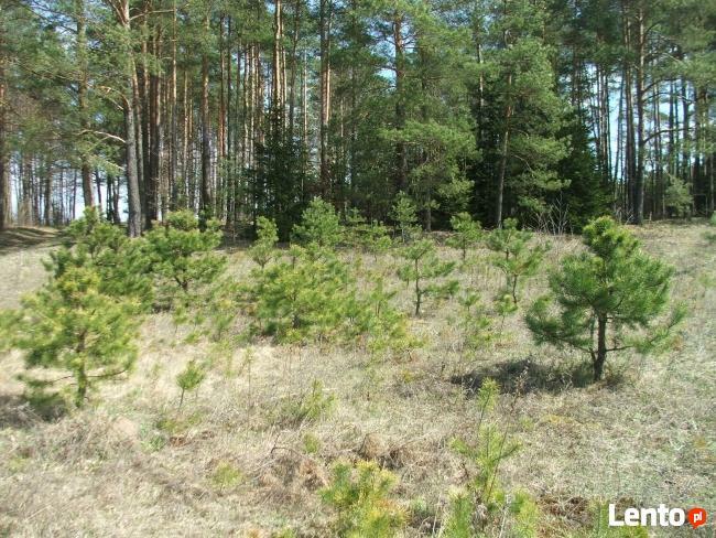 Działka nad jeziorem Serwy