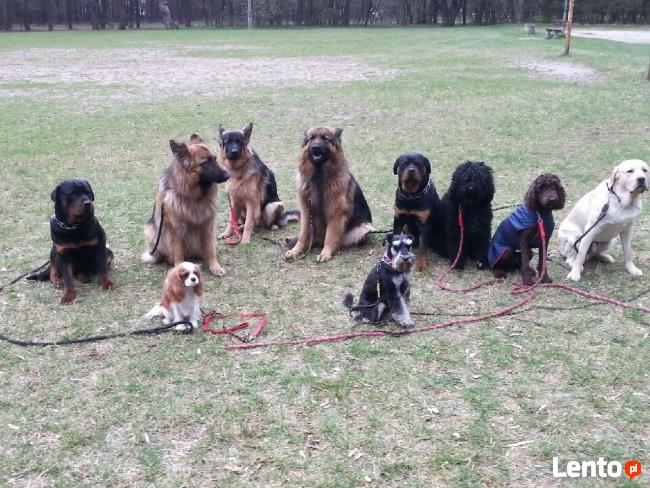 Szkolenie psów Kielce www.szkoleniepsowkielce.eu