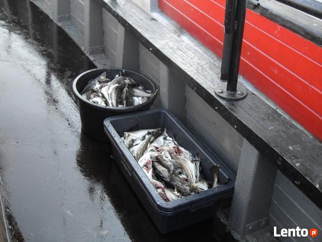 WĘDKARSTWO MORSKIE REJSY