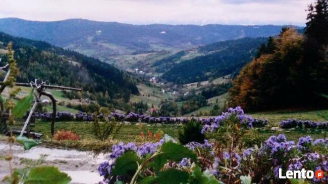 Noclegi/wyżywienie u Ani pod Gorcem