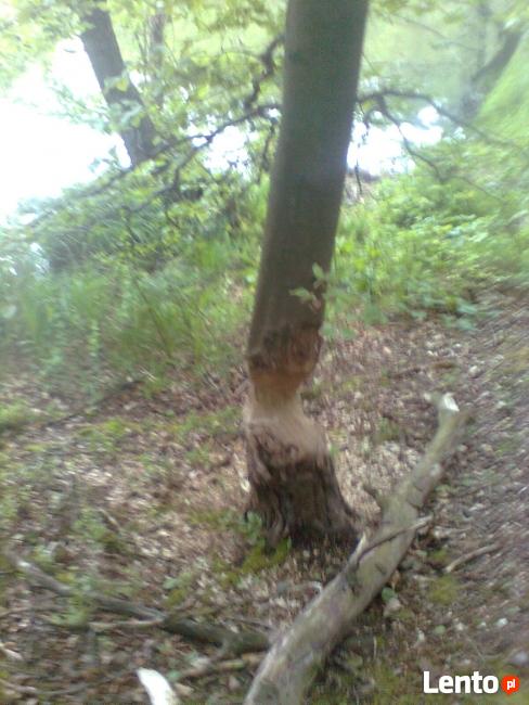 Agroturystyka kujawsko-pomorskie lasy jeziora zwierzęta