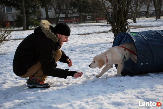 Psie przedszkole w szkole dla psów APORT