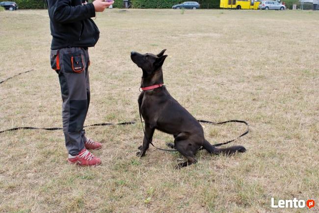 Grupowy kurs posłuszeństwa - Dobrzykowice