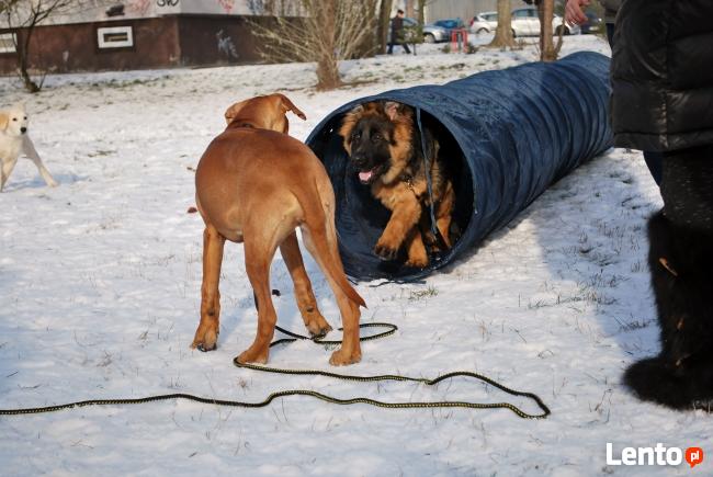 Psie przedszkole w szkole dla psów APORT