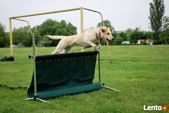 Grupowy kurs posłuszeństwa - Dobrzykowice