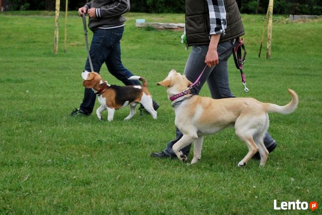Grupowy kurs posłuszeństwa - Dobrzykowice
