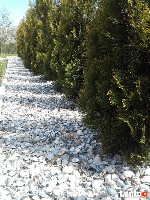 MUSZLE MORSKIE, ogrodowe ozdobne