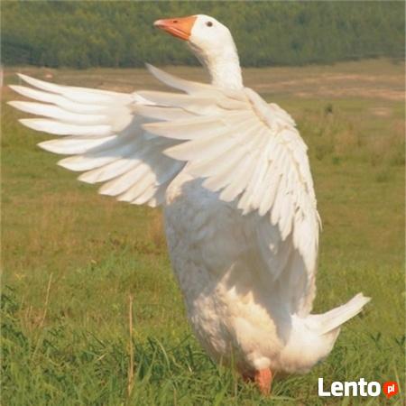 Ukraina. Gesi tuczone 5 zl/kg, kaczki broilery 4 zl/kg