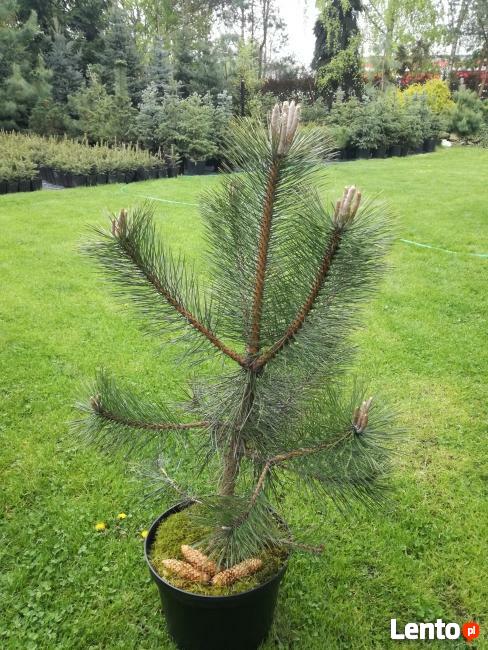 Jodła Kaukaska TUJE Świerk Srebrny DAglezja Iglaki