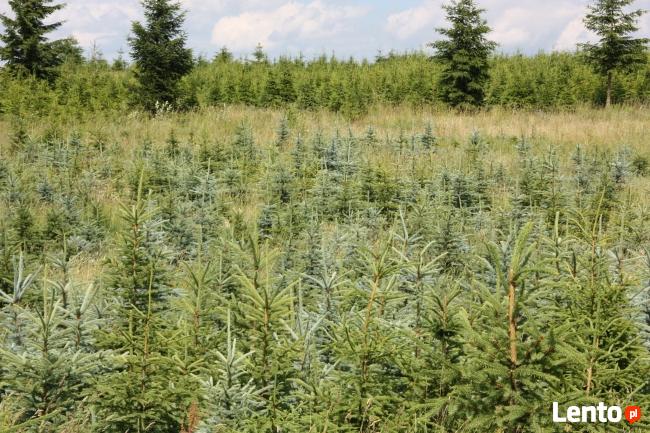 Plantacja Choinek jodła świerk pospolity srebrny.FORMOWANE