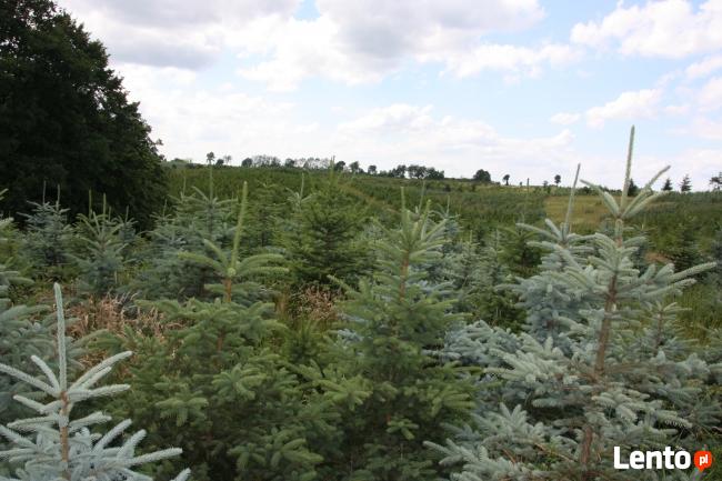 Plantacja Choinek jodła świerk pospolity srebrny.FORMOWANE