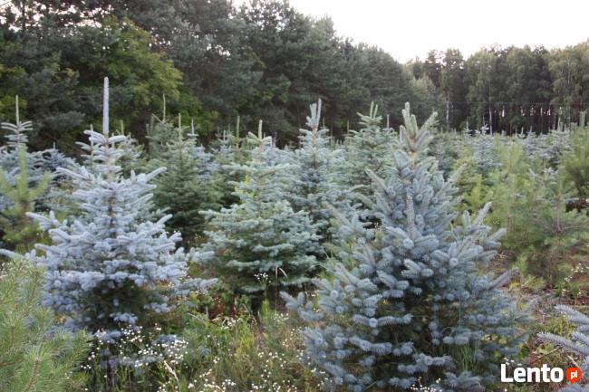 Plantacja Choinek jodła świerk pospolity srebrny.FORMOWANE