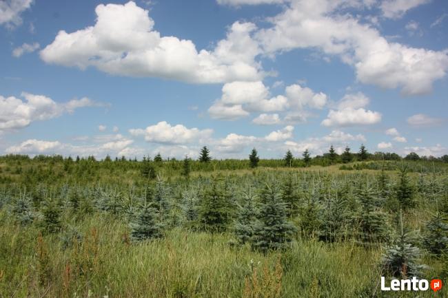 Plantacja Choinek jodła świerk pospolity srebrny.FORMOWANE