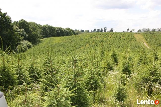 Plantacja Choinek jodła świerk pospolity srebrny.FORMOWANE