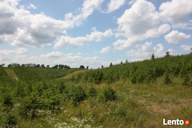 Plantacja Choinek jodła świerk pospolity srebrny.FORMOWANE