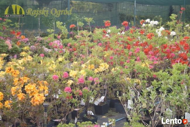 Największy wybór roślin, zakładanie i pielęgnacja ogrodów