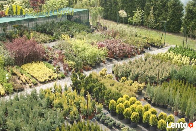 Największy wybór roślin, zakładanie i pielęgnacja ogrodów