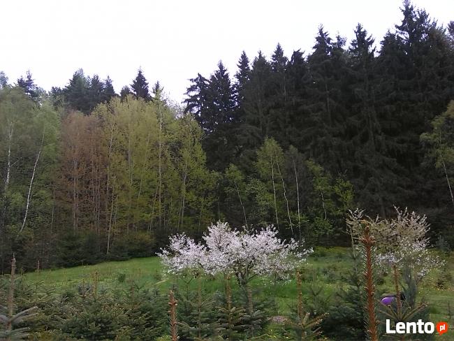 Noclegi Kudowa Zdrój